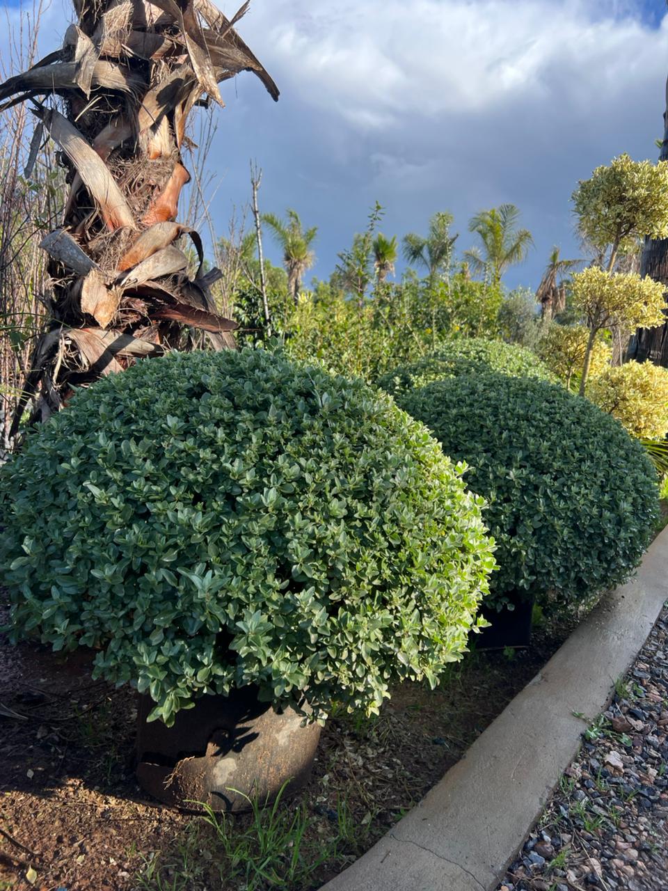 Teucrium fruticans (Tree Germander)